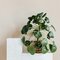 Chinese Money Plant